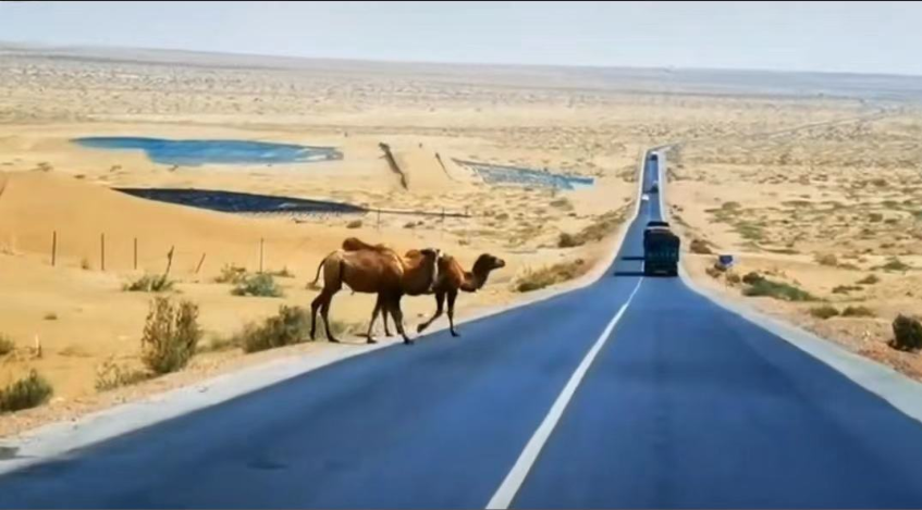 安全行车15骆驼.png