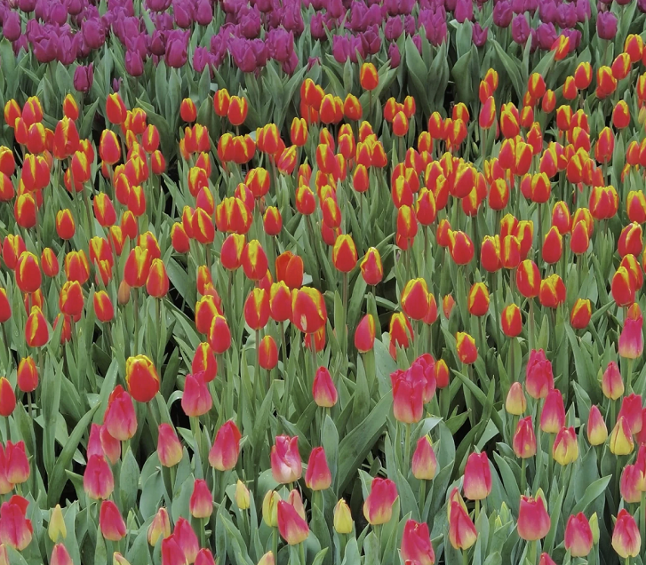 图片6.png 图片6.png